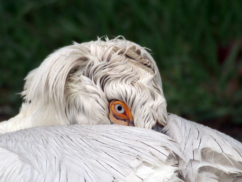 Photograph by Abdolreza Aleagha