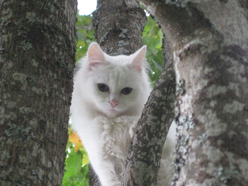 Белая, пушистая