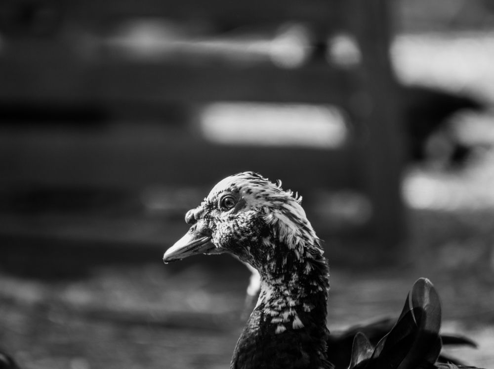 Photograph by Олег Алексеев