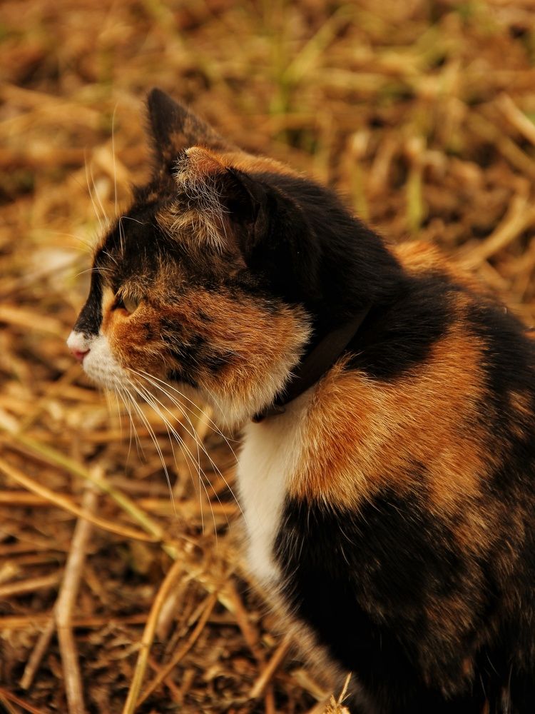 Кошка цвета осени