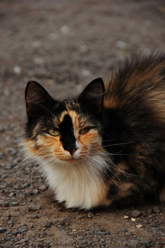 Многоликая