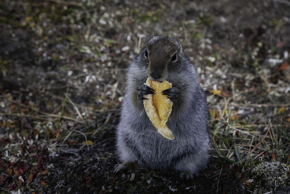 Photograph by Елена Станькова