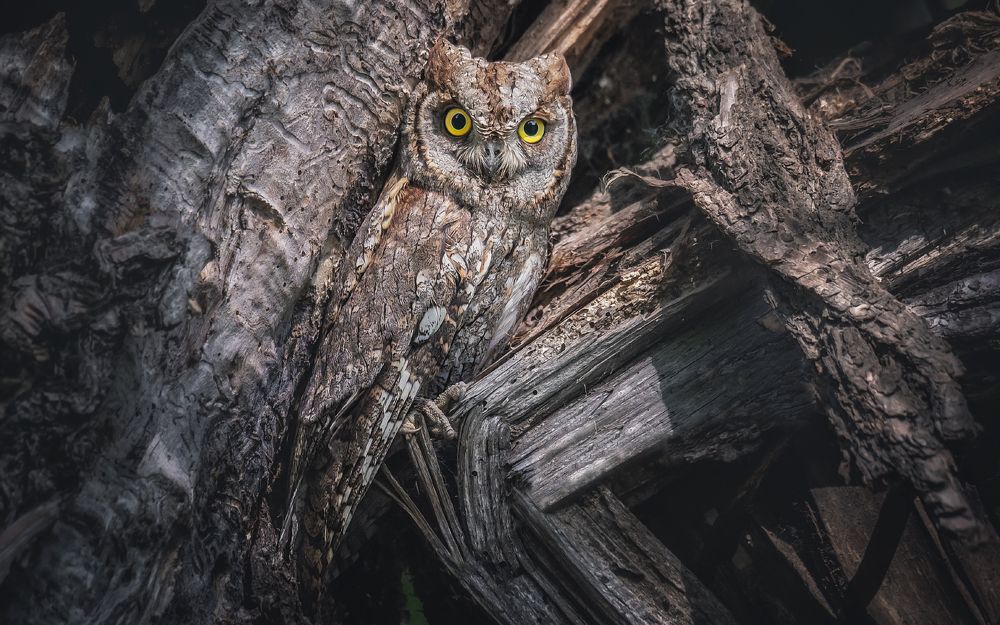 И только глаза...