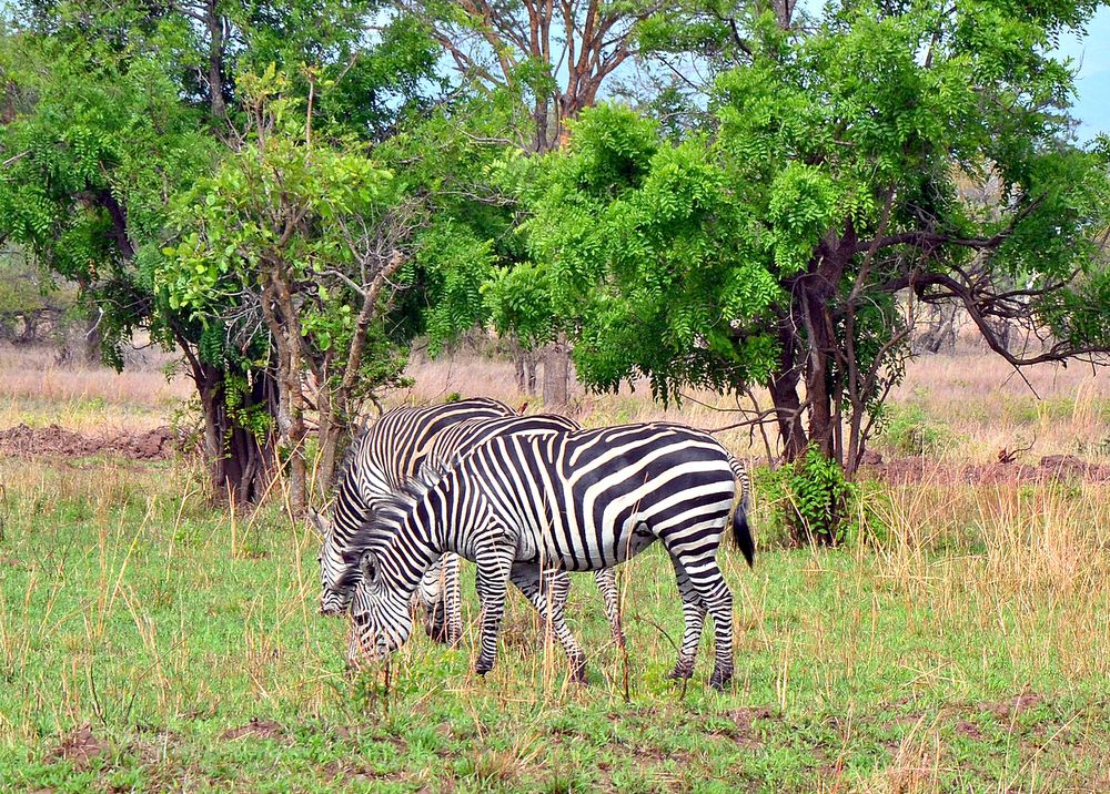 Зебры в африканской саване