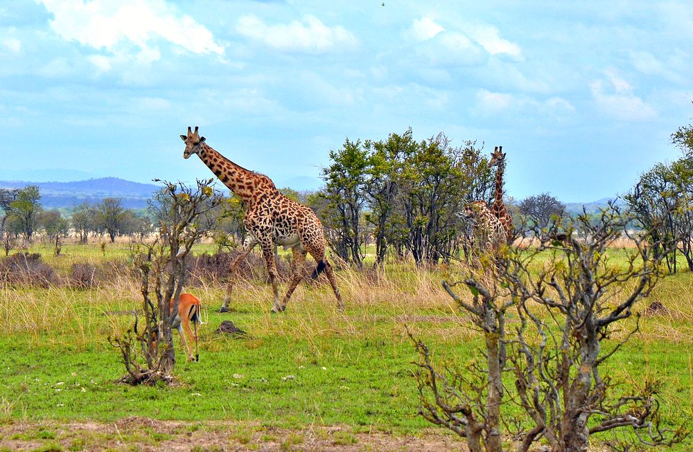 Африканская савана с жирафами