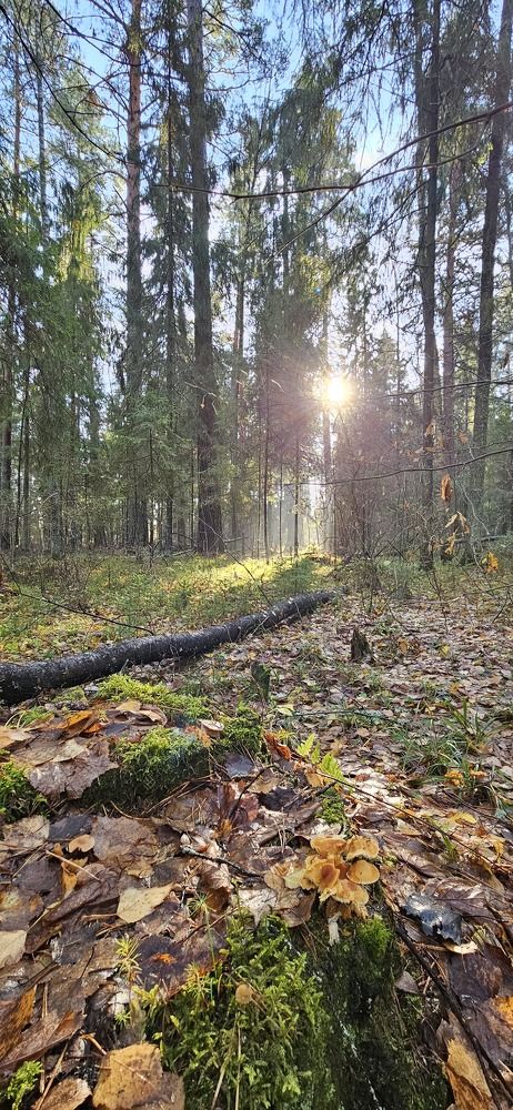 Photograph by Николай Балакин