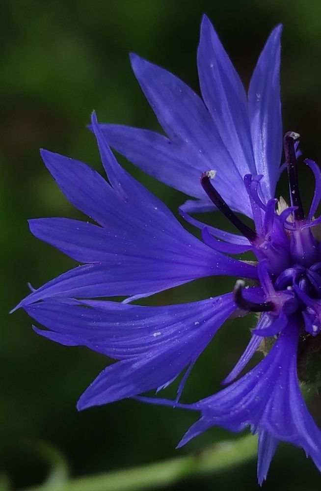 Полевые цветы