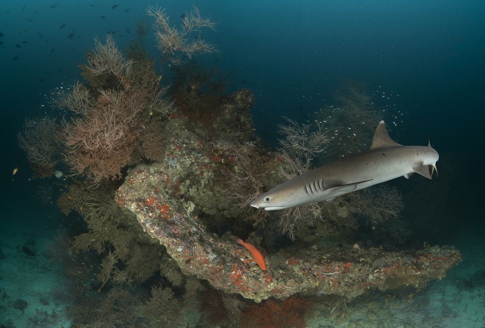 Фотография автора Димитрий Евтушик