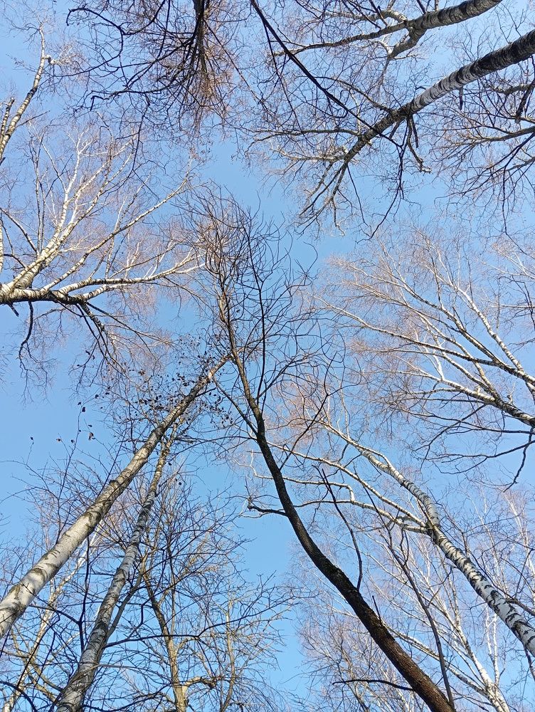 Photo #9841446