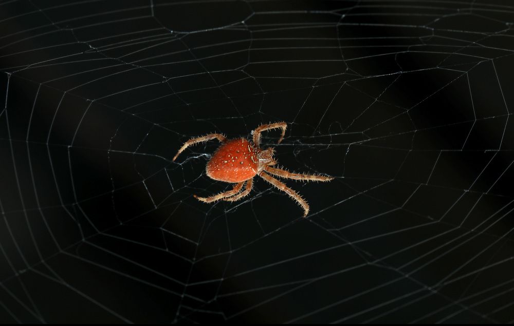 Photograph by Niyazi Nizam