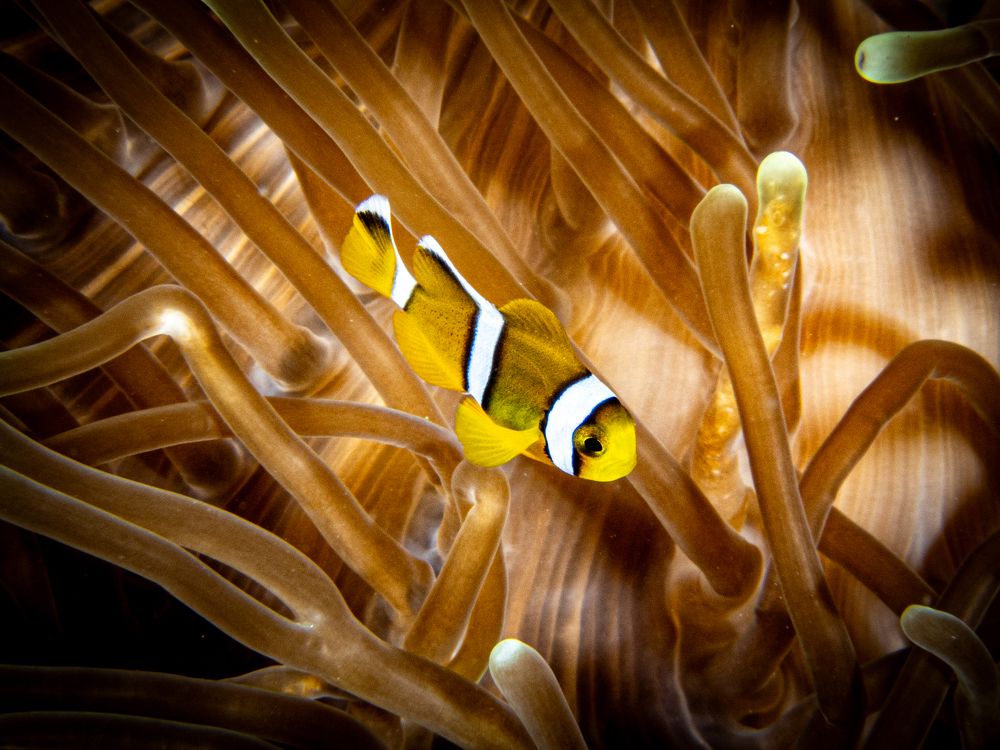 Photograph by Alexander Plakida