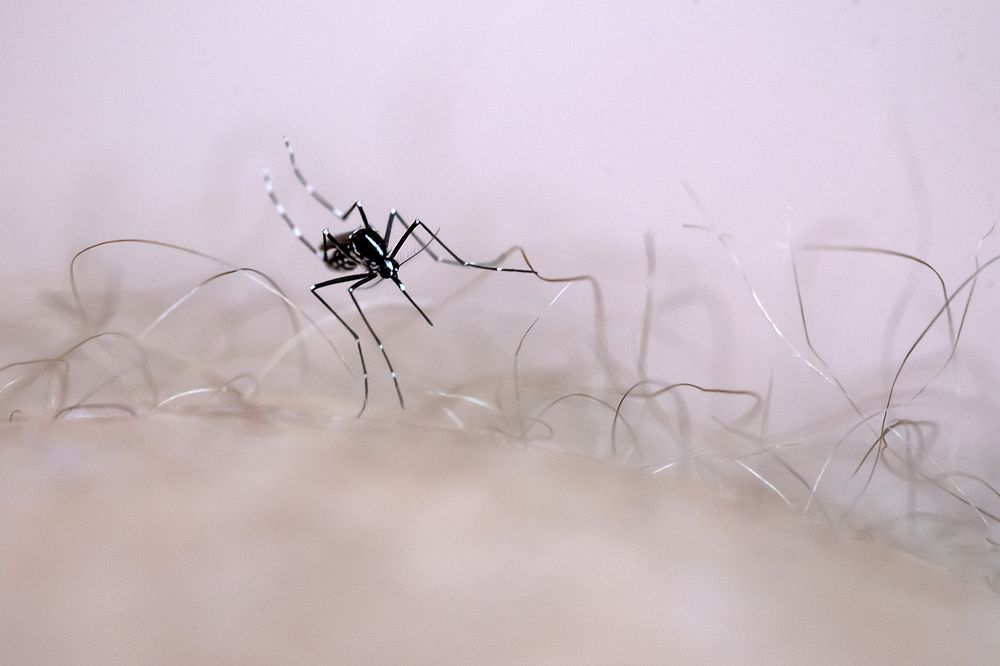 Photograph by ΝΙΚΟΣ ΚΑΜΠΙΑΝΑΚΗΣ