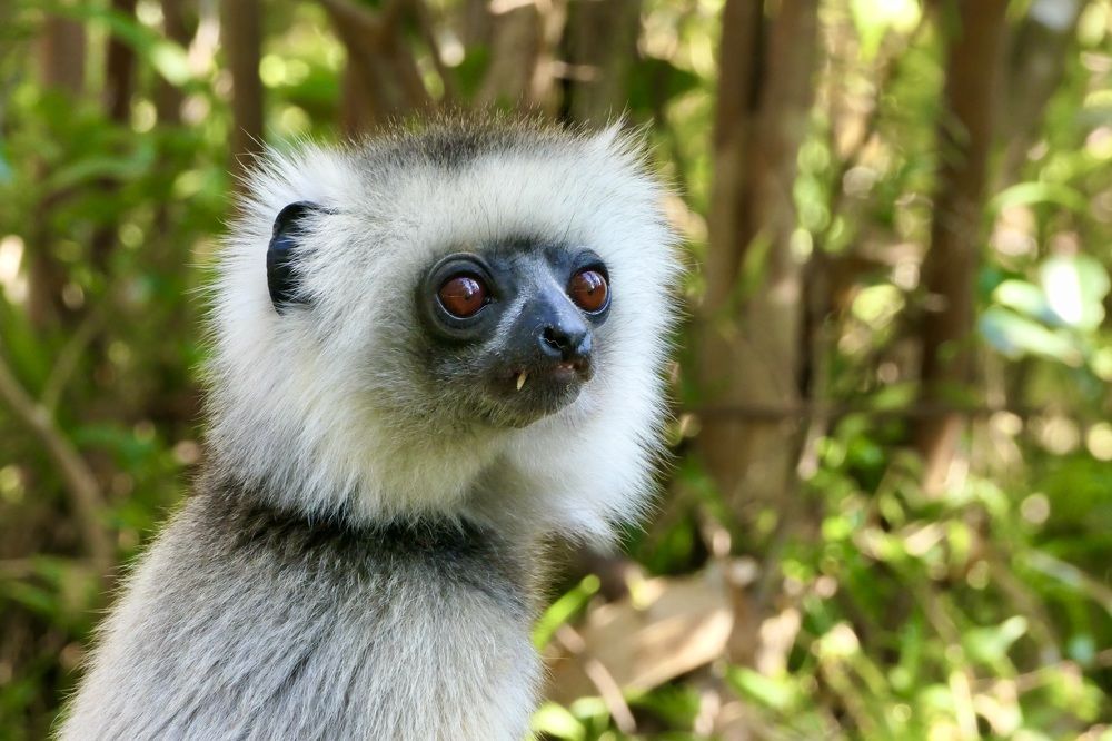 Listening to the forest