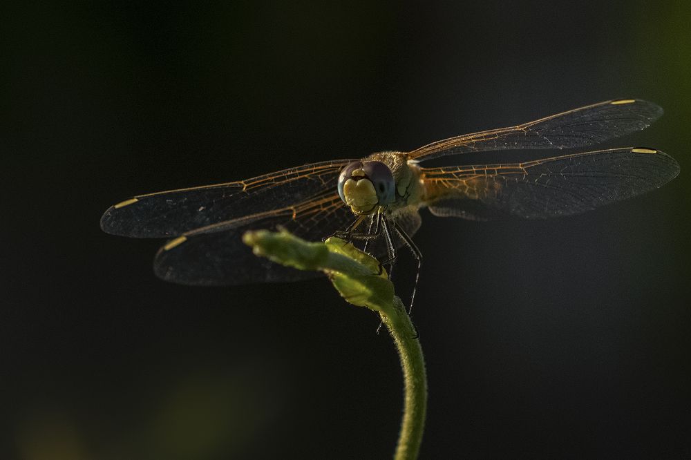 Photograph by Татьяна Эрбутаева