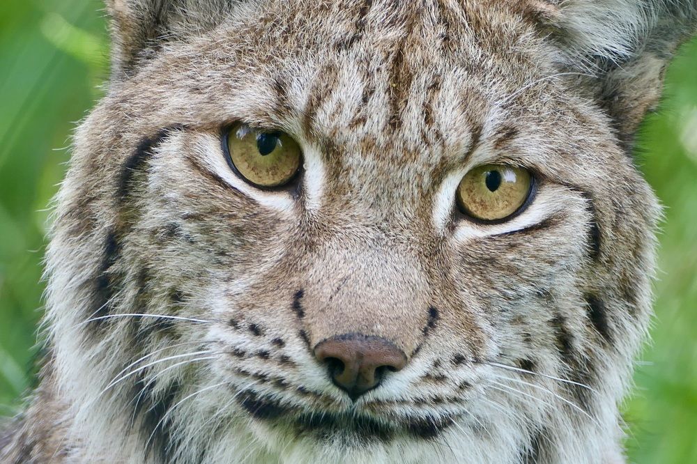 Listening to the forest