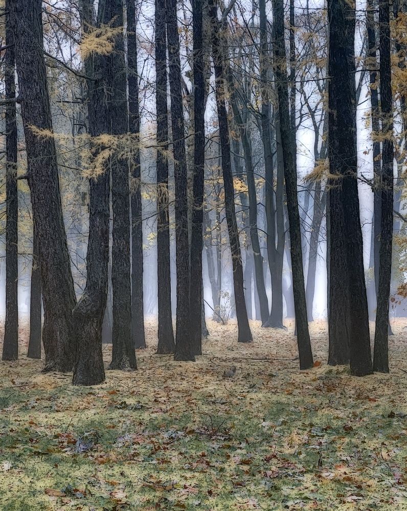 Photograph by Гордий Михаил