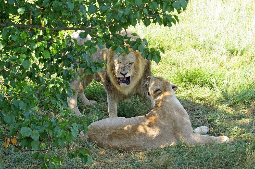 Семейные разборки