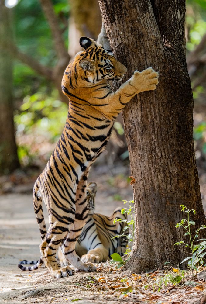 Photograph by Nitin Baste