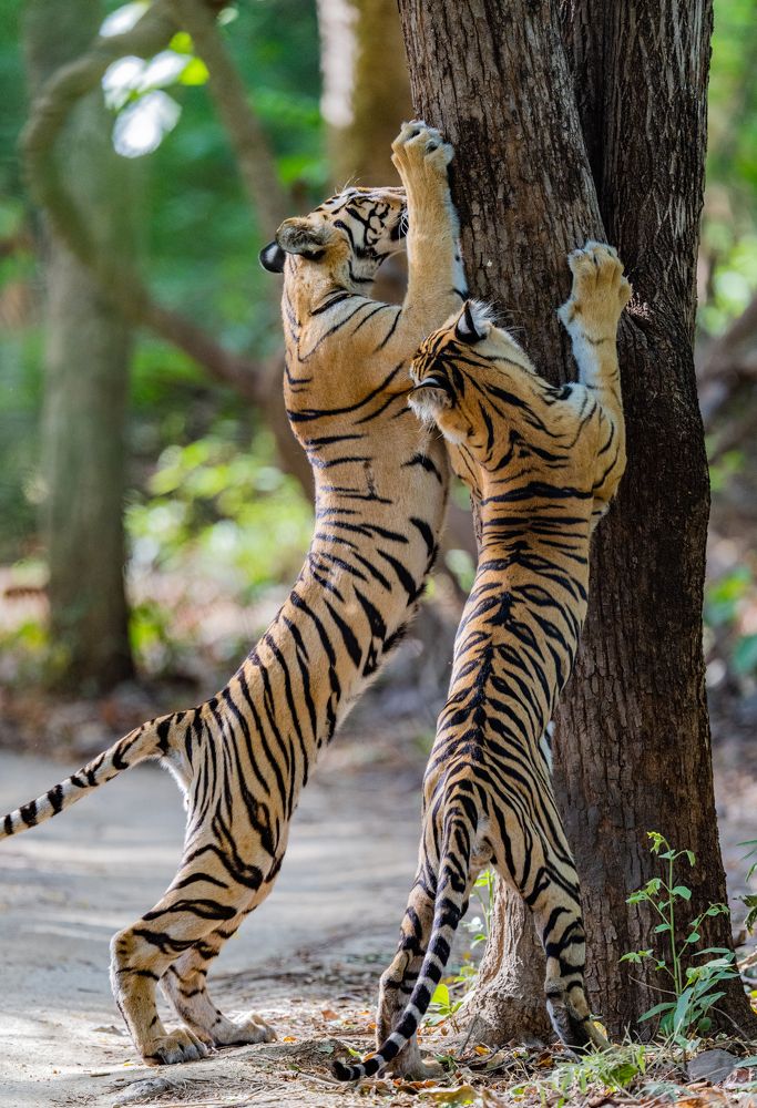 Photograph by Nitin Baste