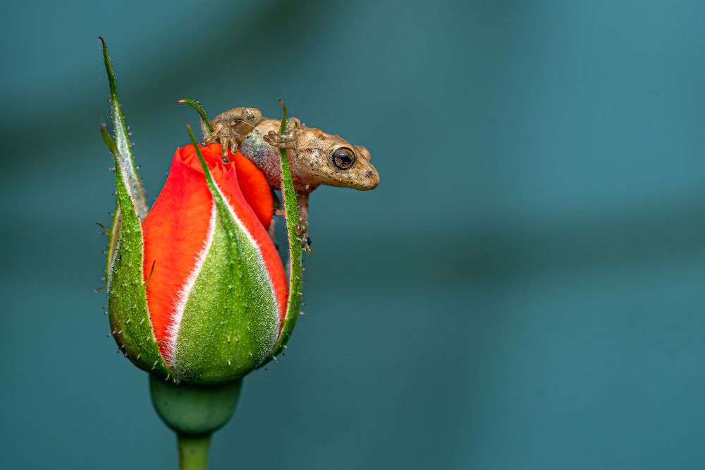 Rose frog