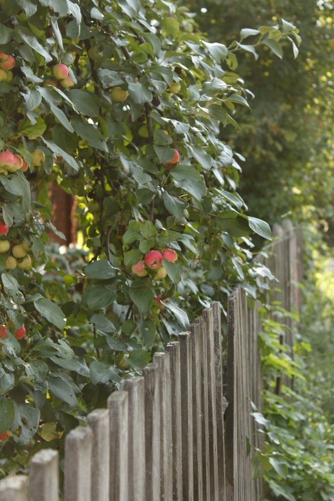 Фотография автора Регина Цыганова