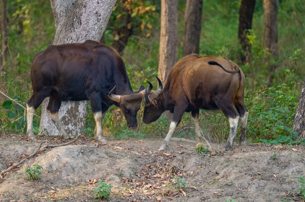 Photograph by Nitin Baste