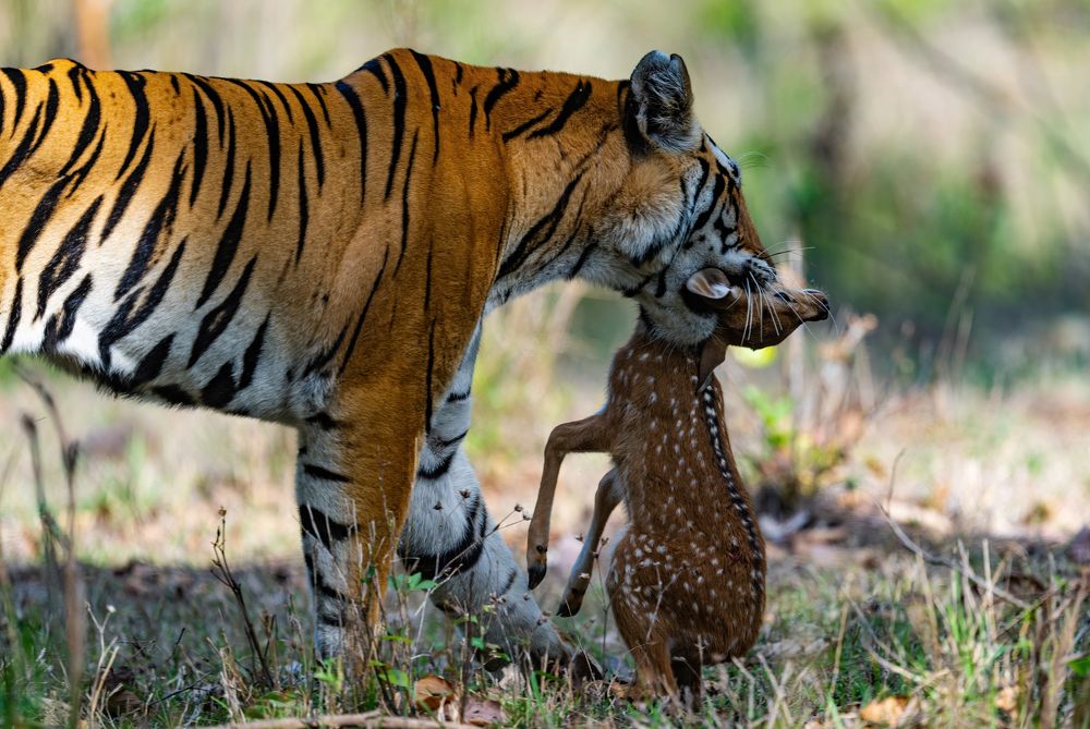 Photograph by Nitin Baste