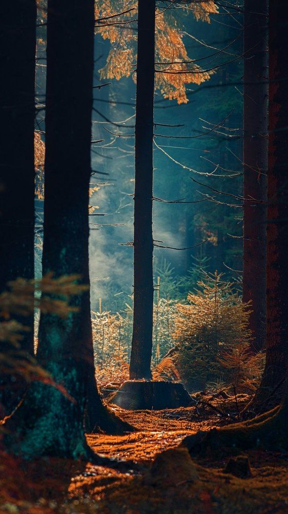 Photograph by Jan Musil