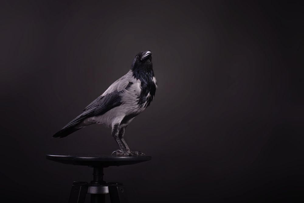 Photograph by наталья залогина