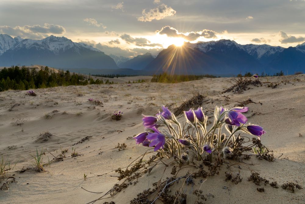 май в песках