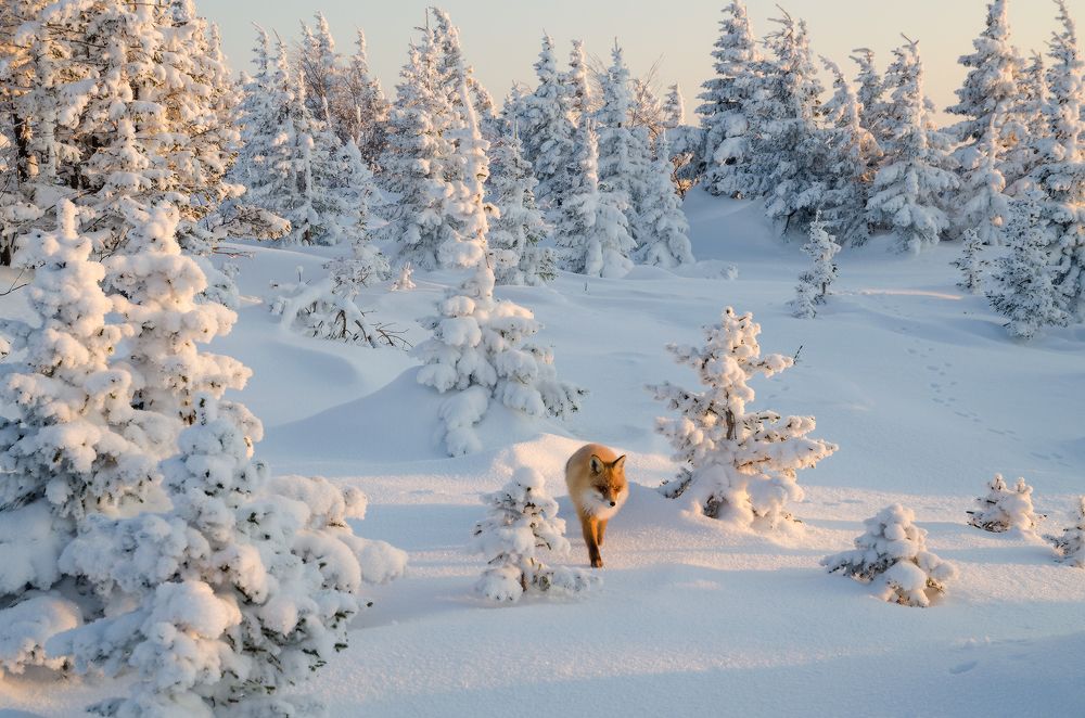 Photograph by Юсупов Александр