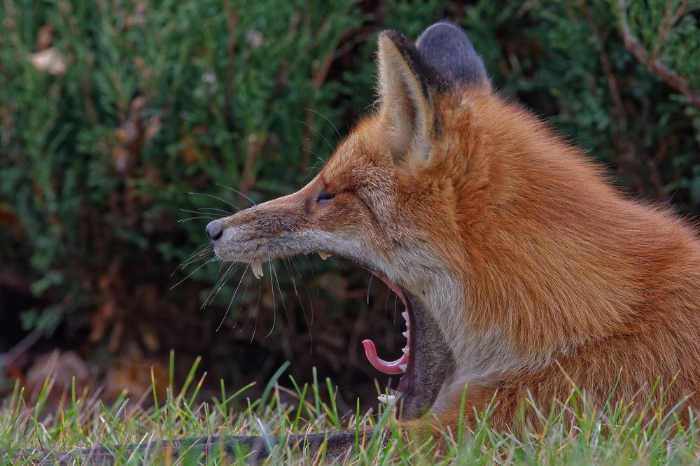 Фотография автора Олег Набровенков
