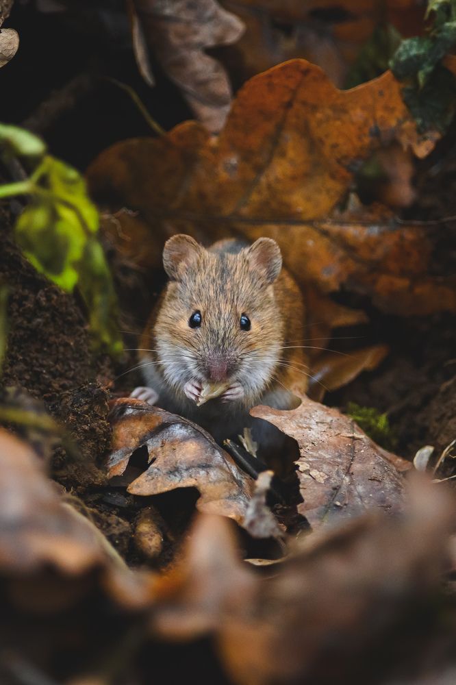 Фотография автора Мария Уланова