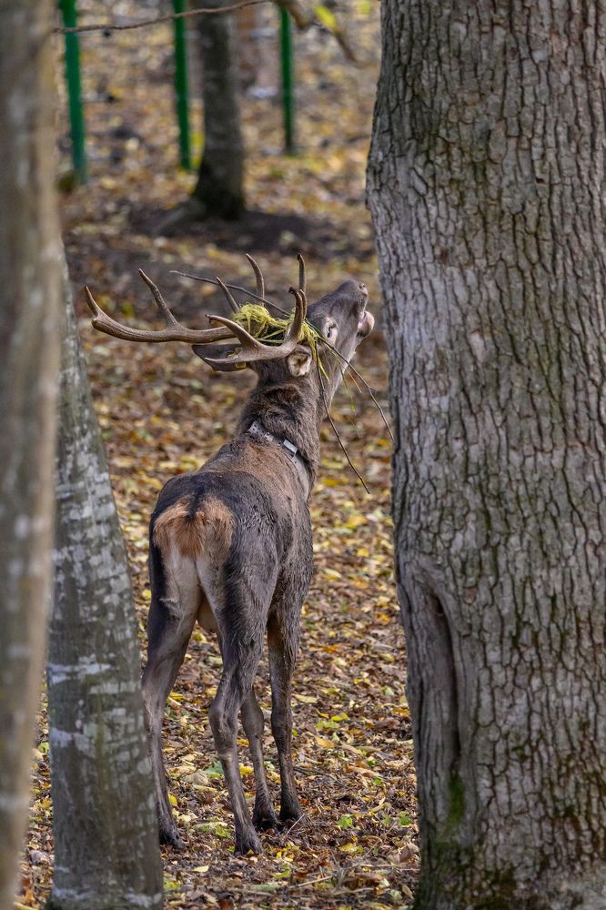 Фотография автора Мария Уланова