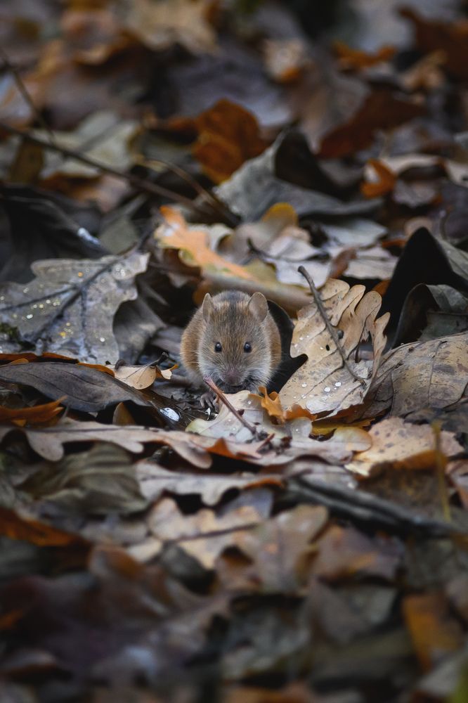 Фотография автора Мария Уланова