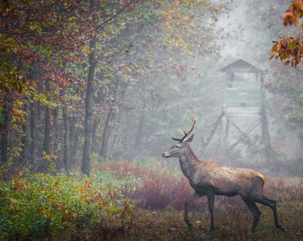 Фотография автора Sebastian Popa