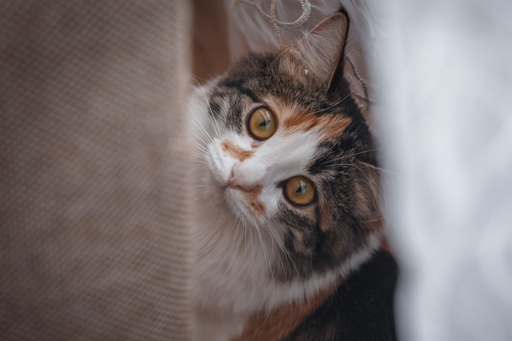 Фотография автора Вострецов Иван