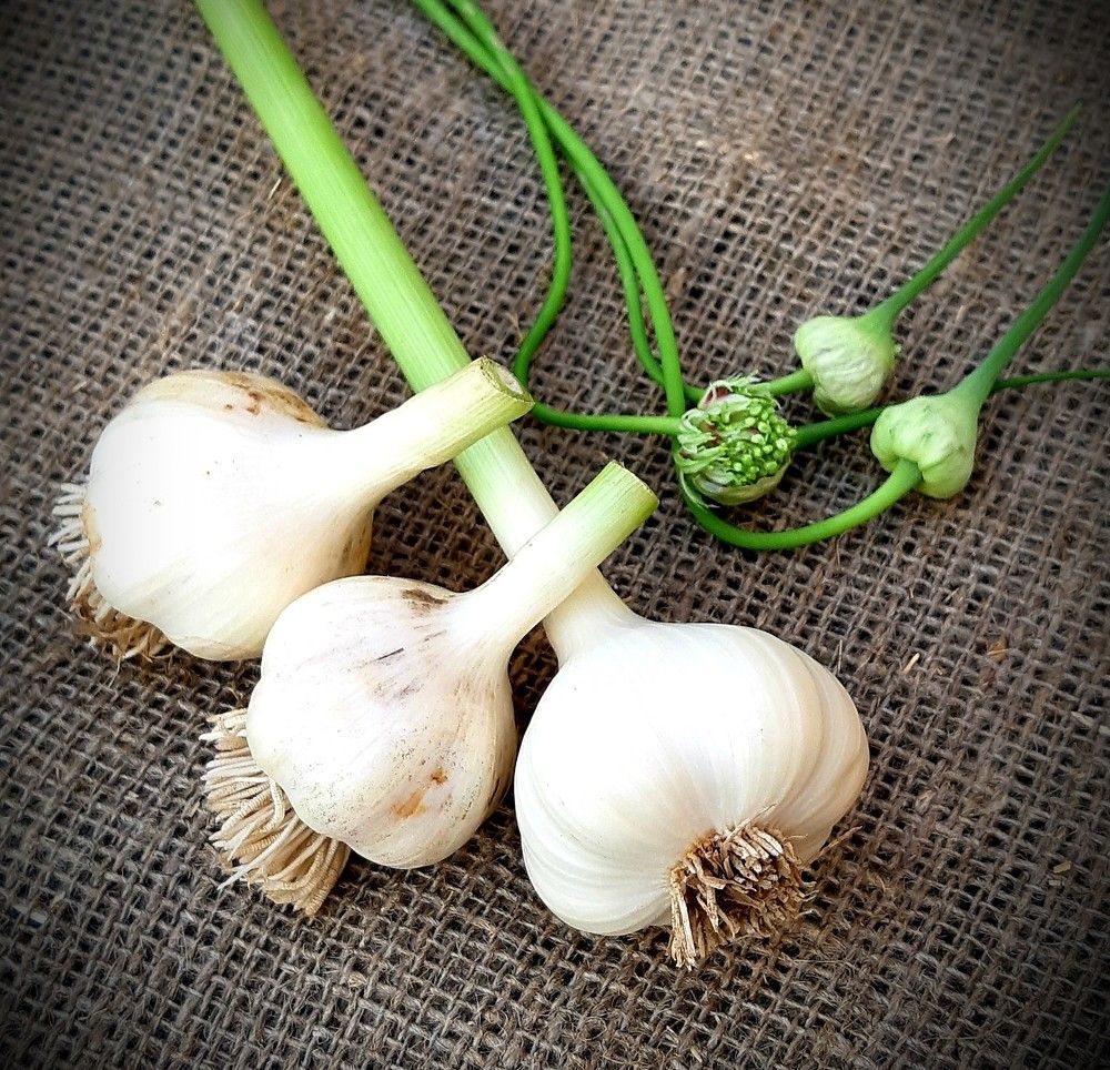 Фотография автора Ирина Лукьянчик