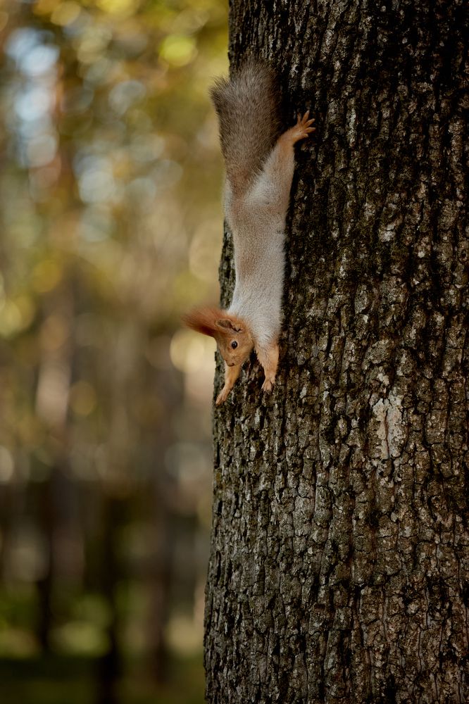 Photograph by Николай Ткач