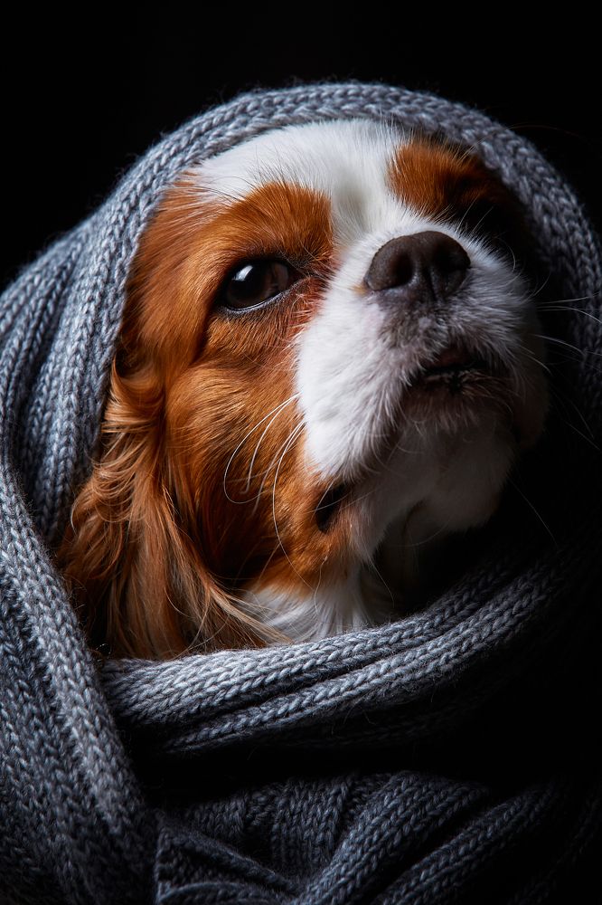 Фотография автора Вострецов Иван