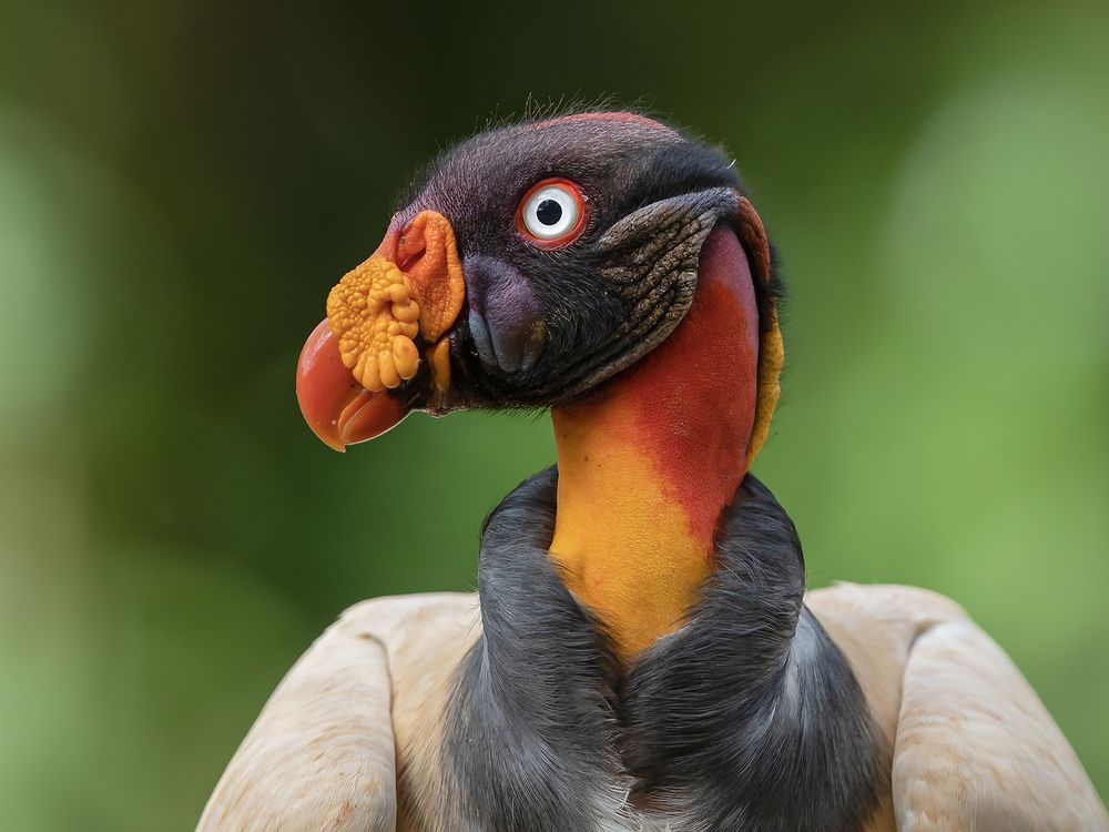 King for a reason...!