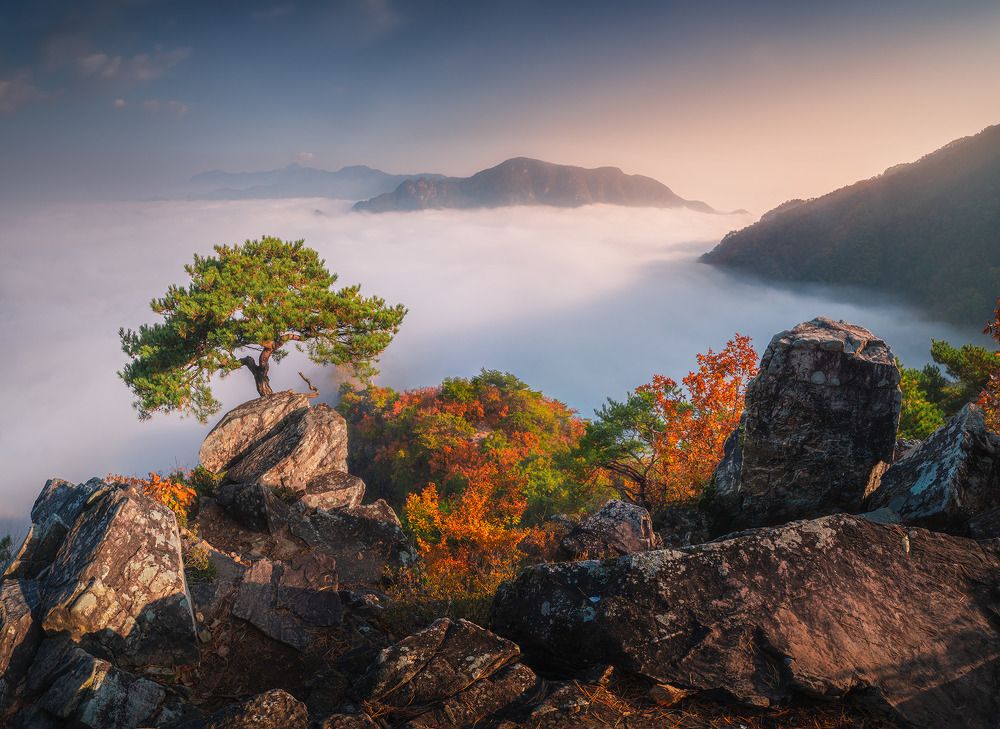 Lonely pine tree on top of Jebibong mountain
