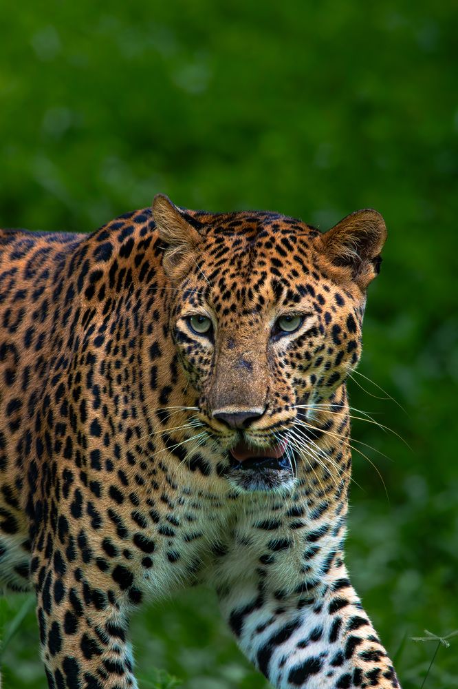 Leopard