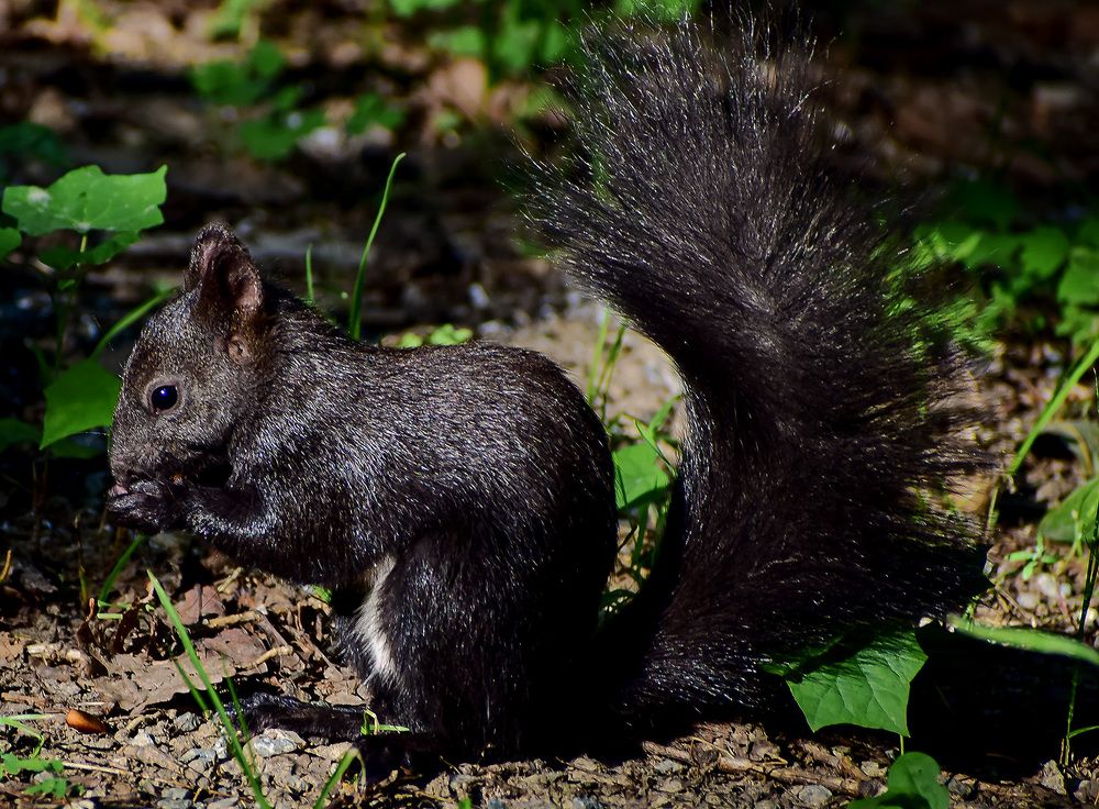 А Орешки не простые