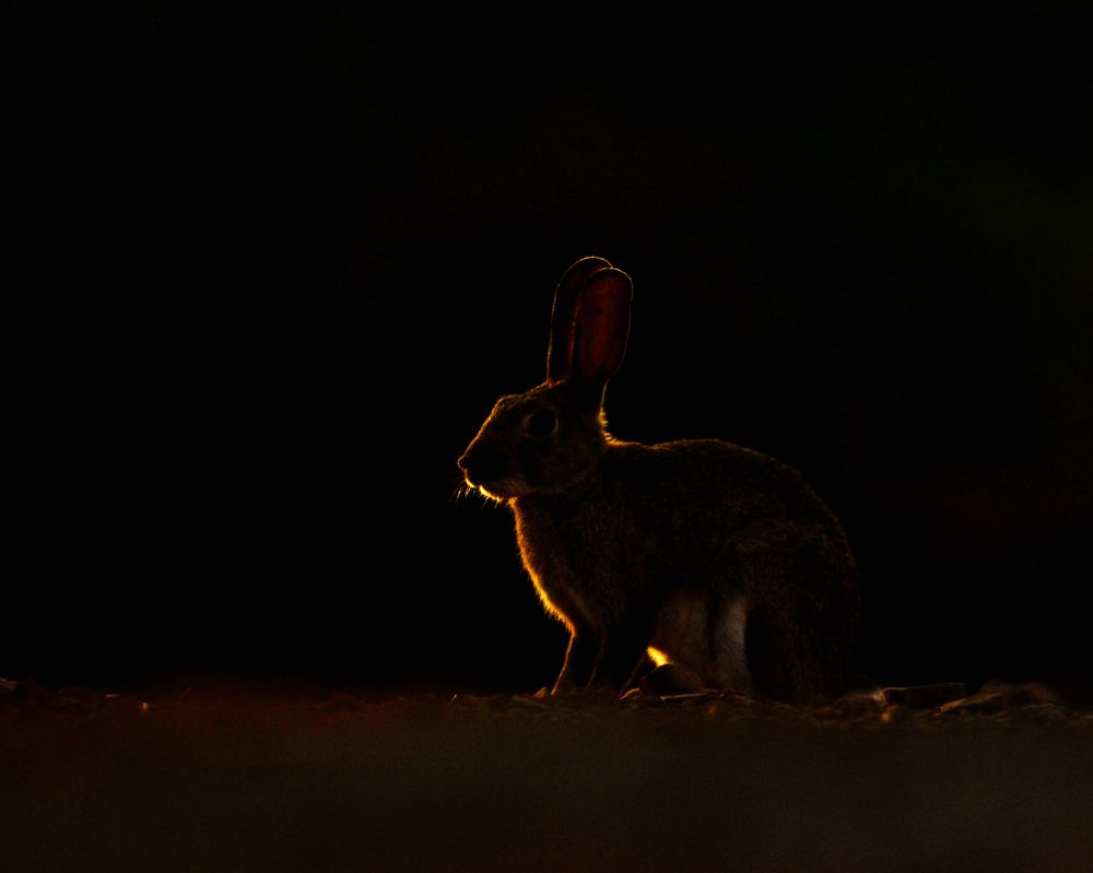 Photograph by Ujwal Pasupuleati