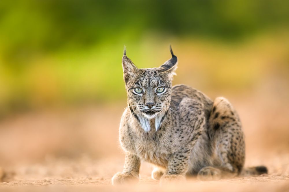 The Endangered Beauty