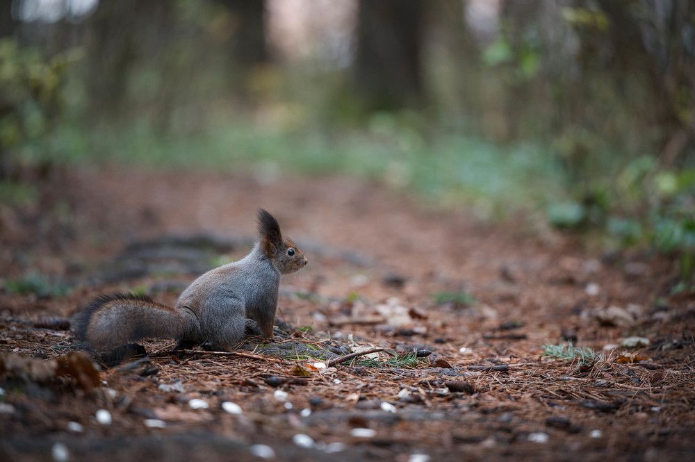 Photograph by Анастасия Жучкова