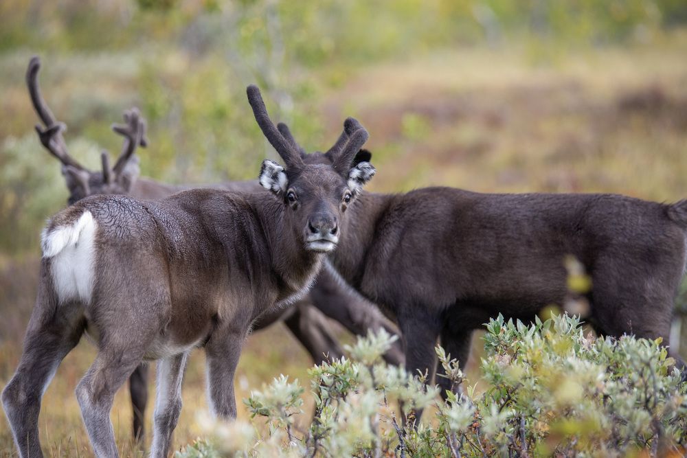 Фотография автора Ruslan Badykov