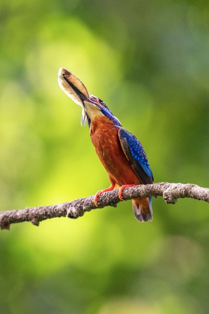 Blue-eared kingfisher.