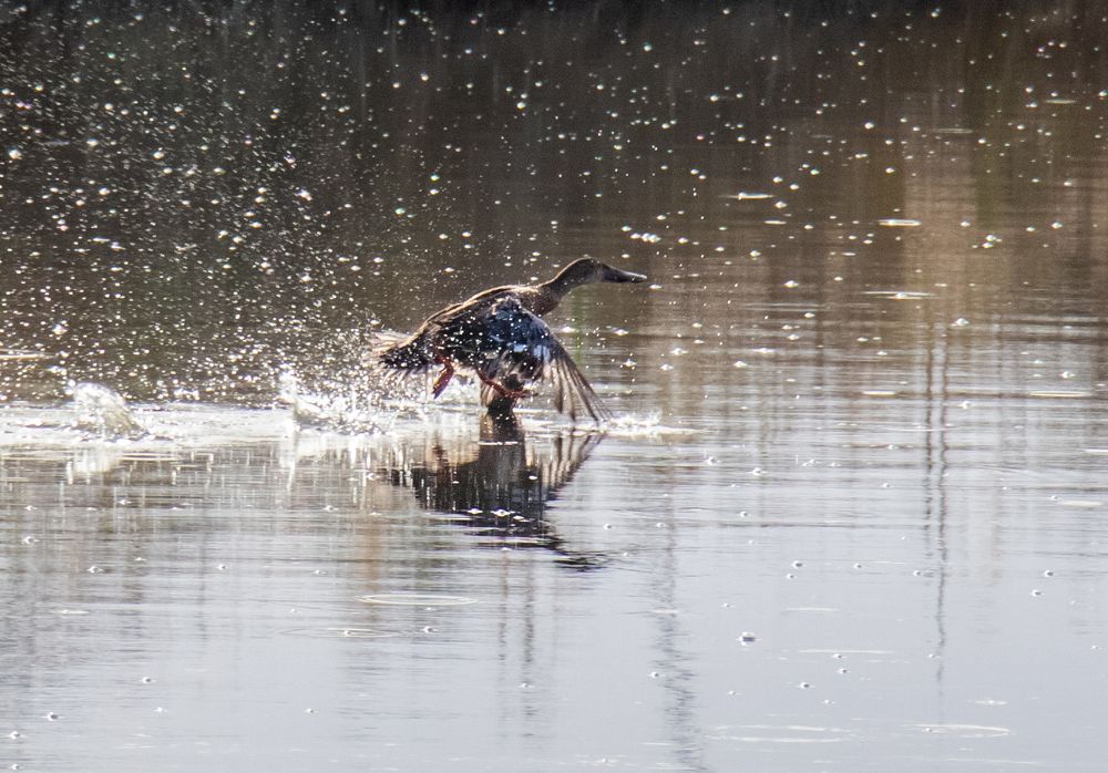 Фотография автора Ismail SAIDI